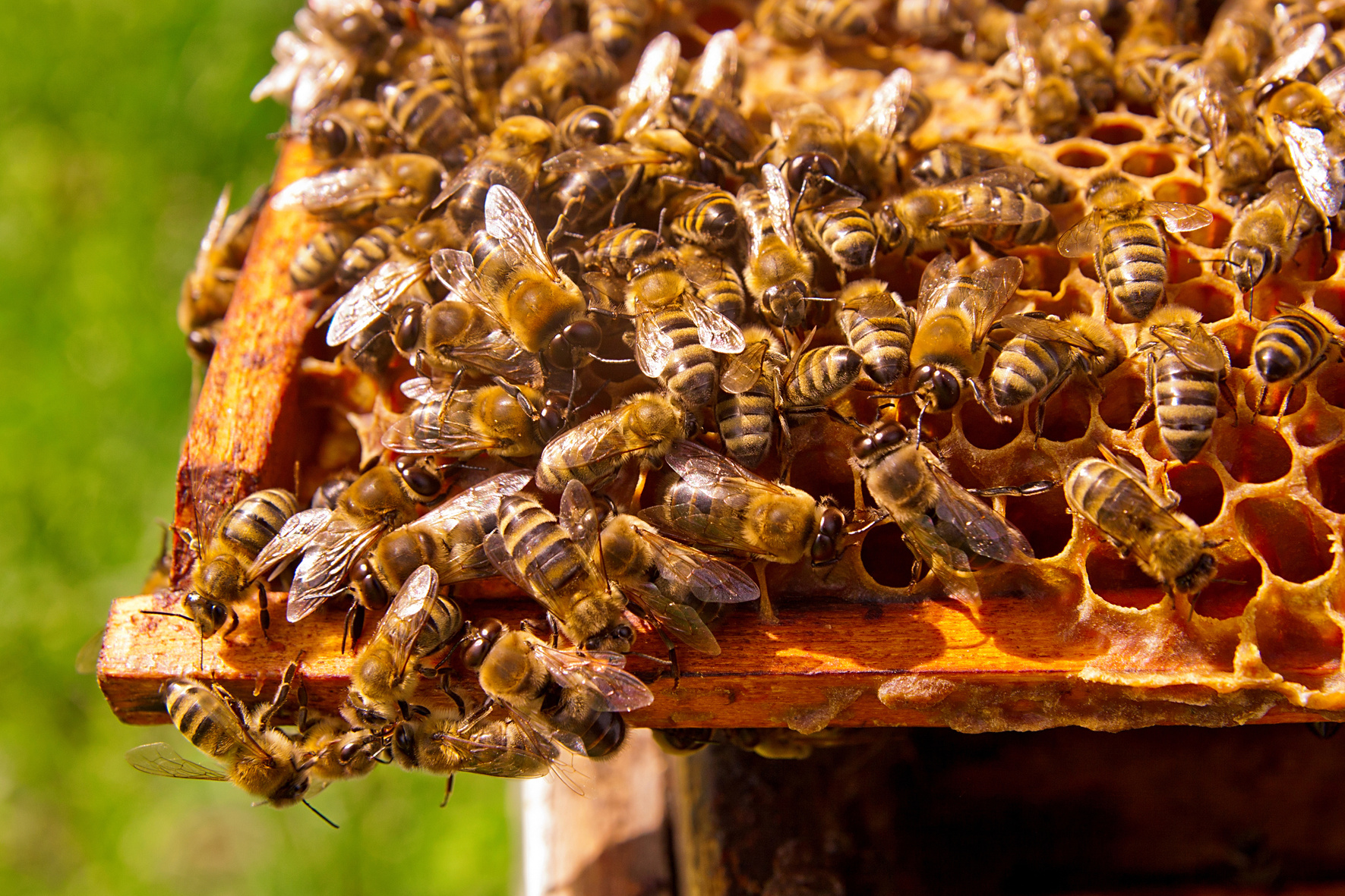 Close up view of the working bees on honeycomb.